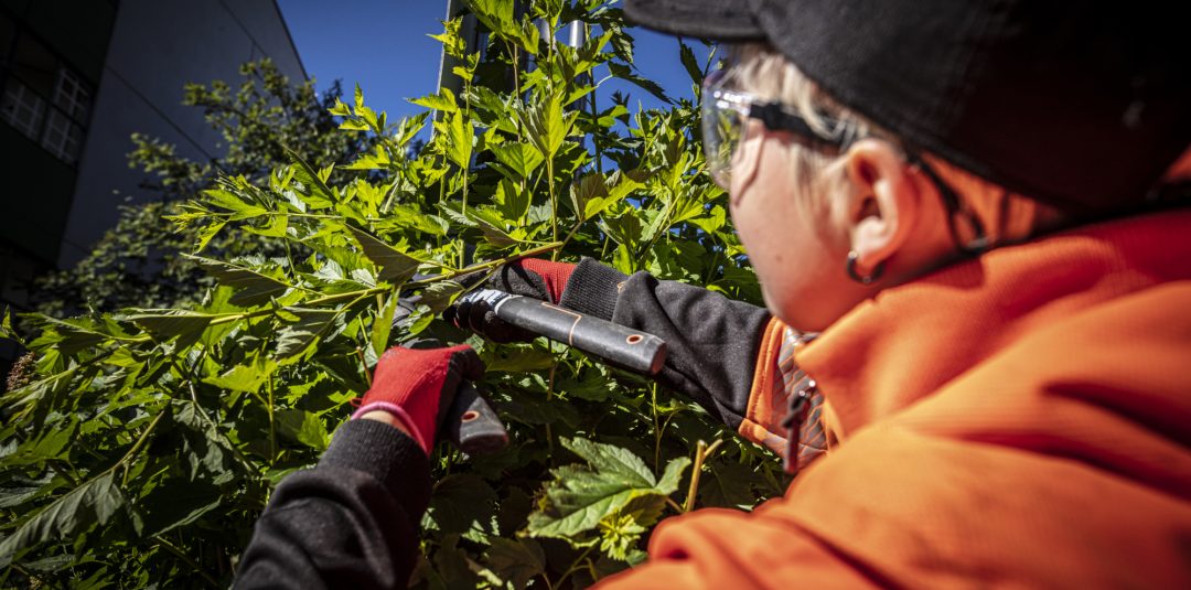 En av våre ansatte utfører beskjæring av hekk i et borettslag